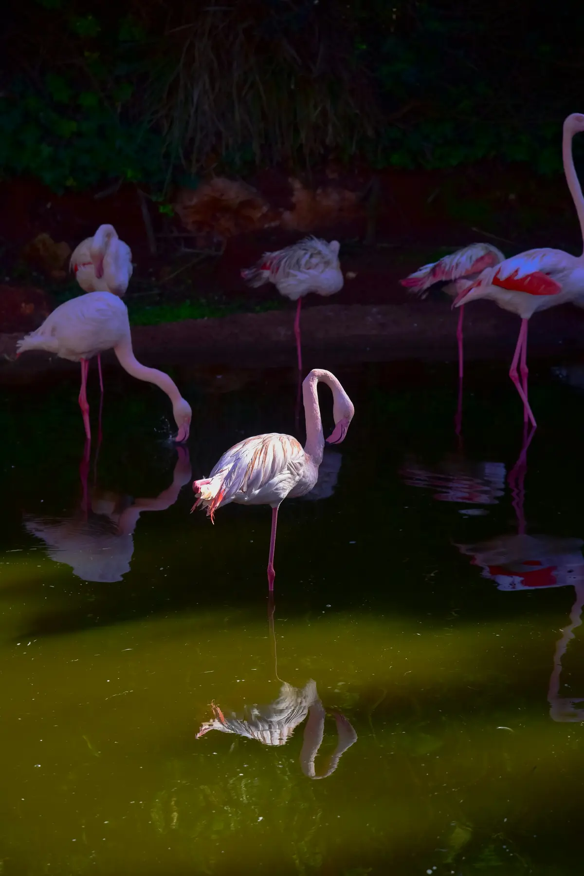 Observation des Oiseaux au Maroc