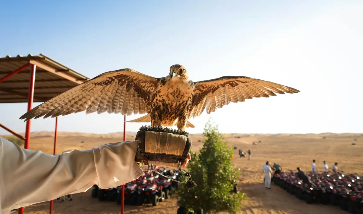 Falconry in Morocco